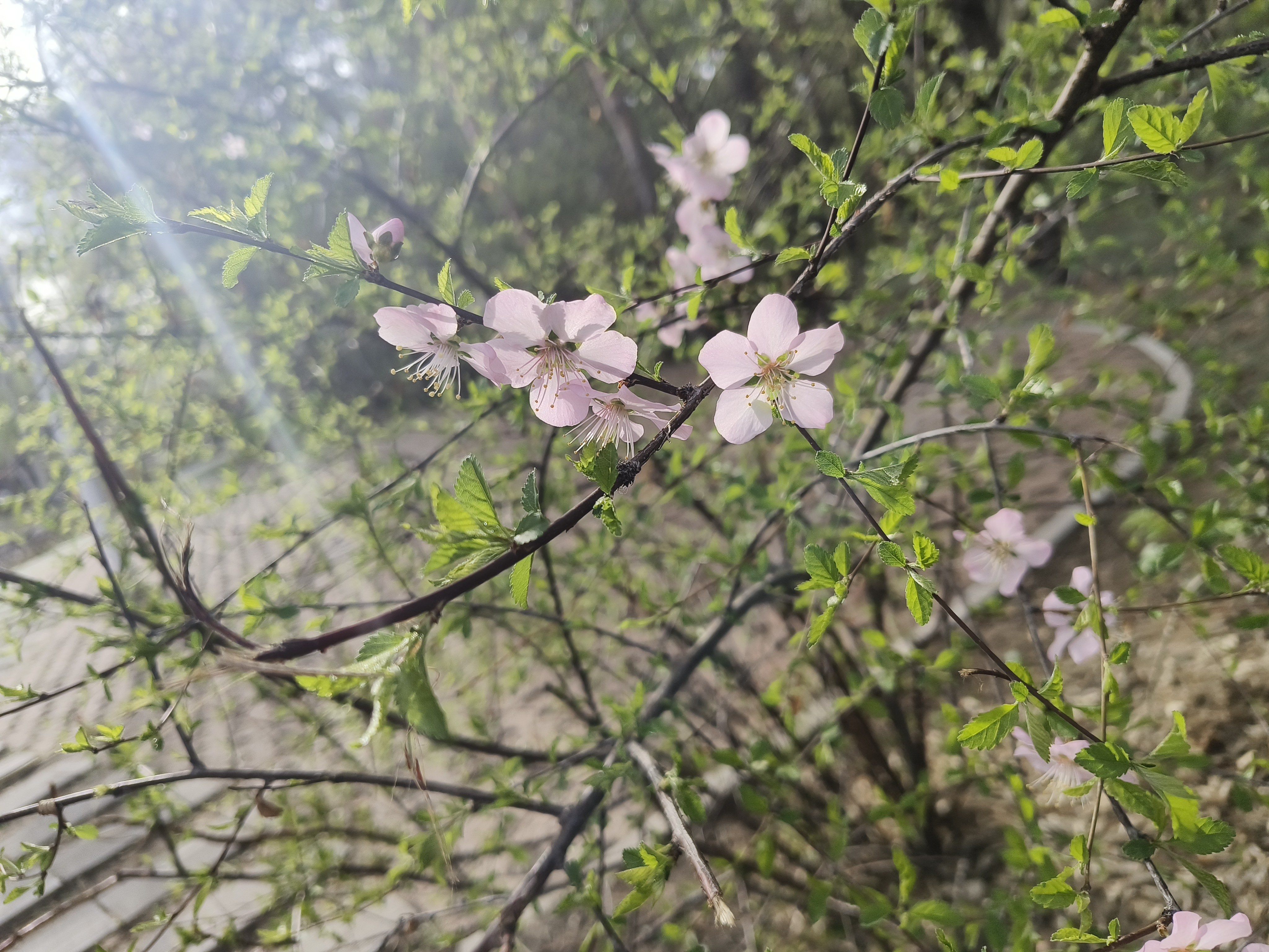植物园的单瓣榆叶梅