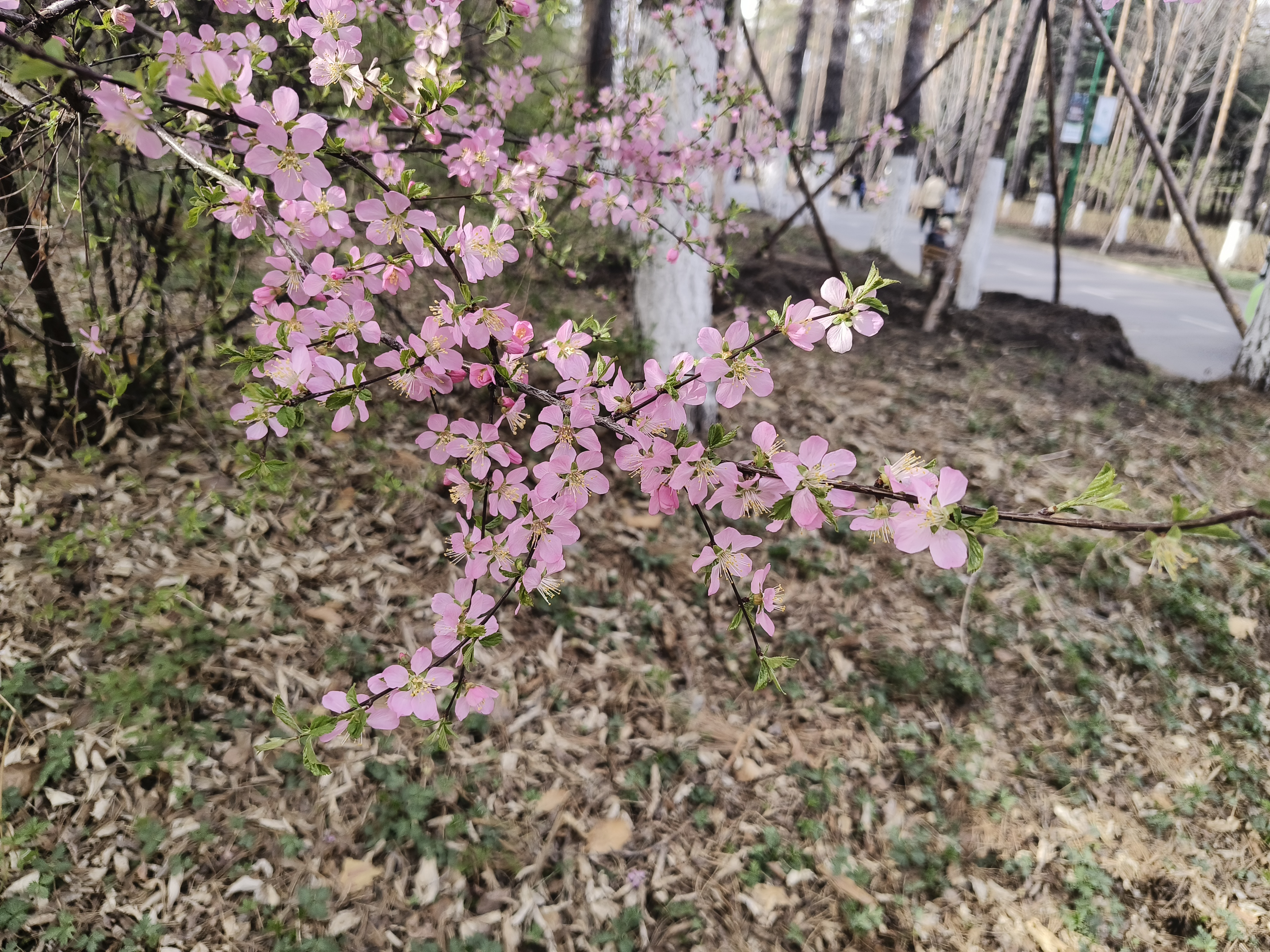 小花深粉榆叶梅