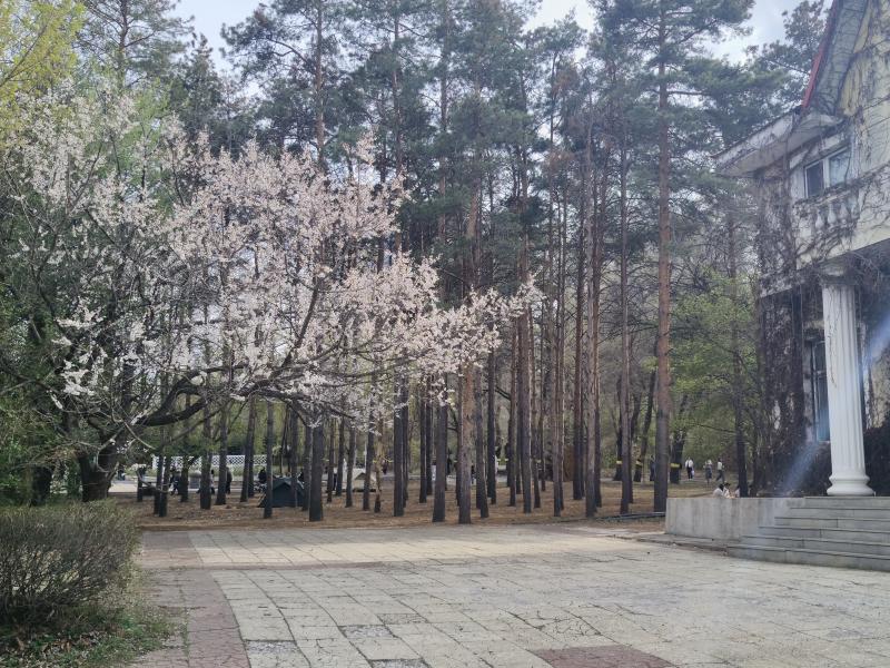 Featured image of post 哈尔滨花卉图鉴