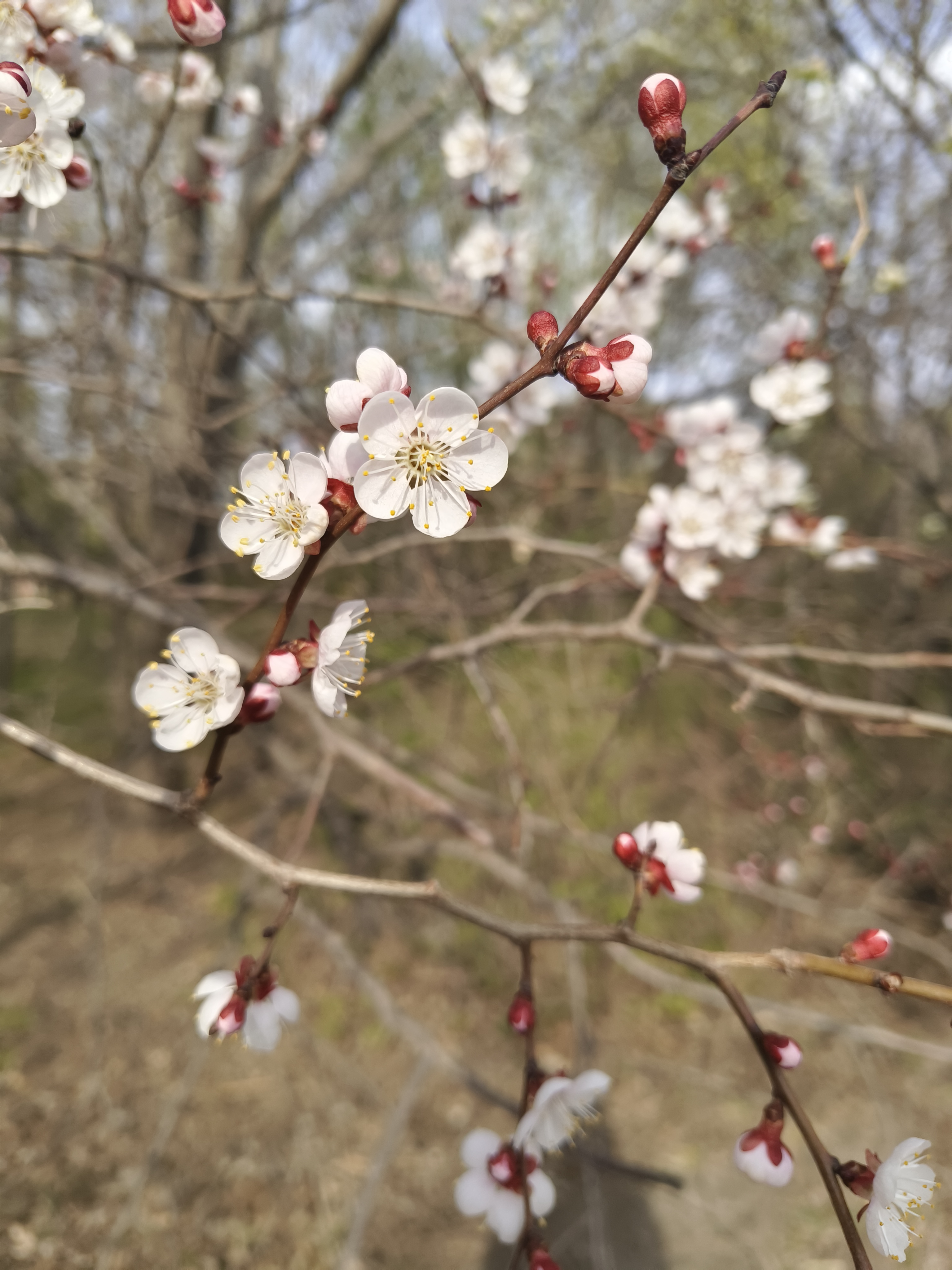 圆形花瓣