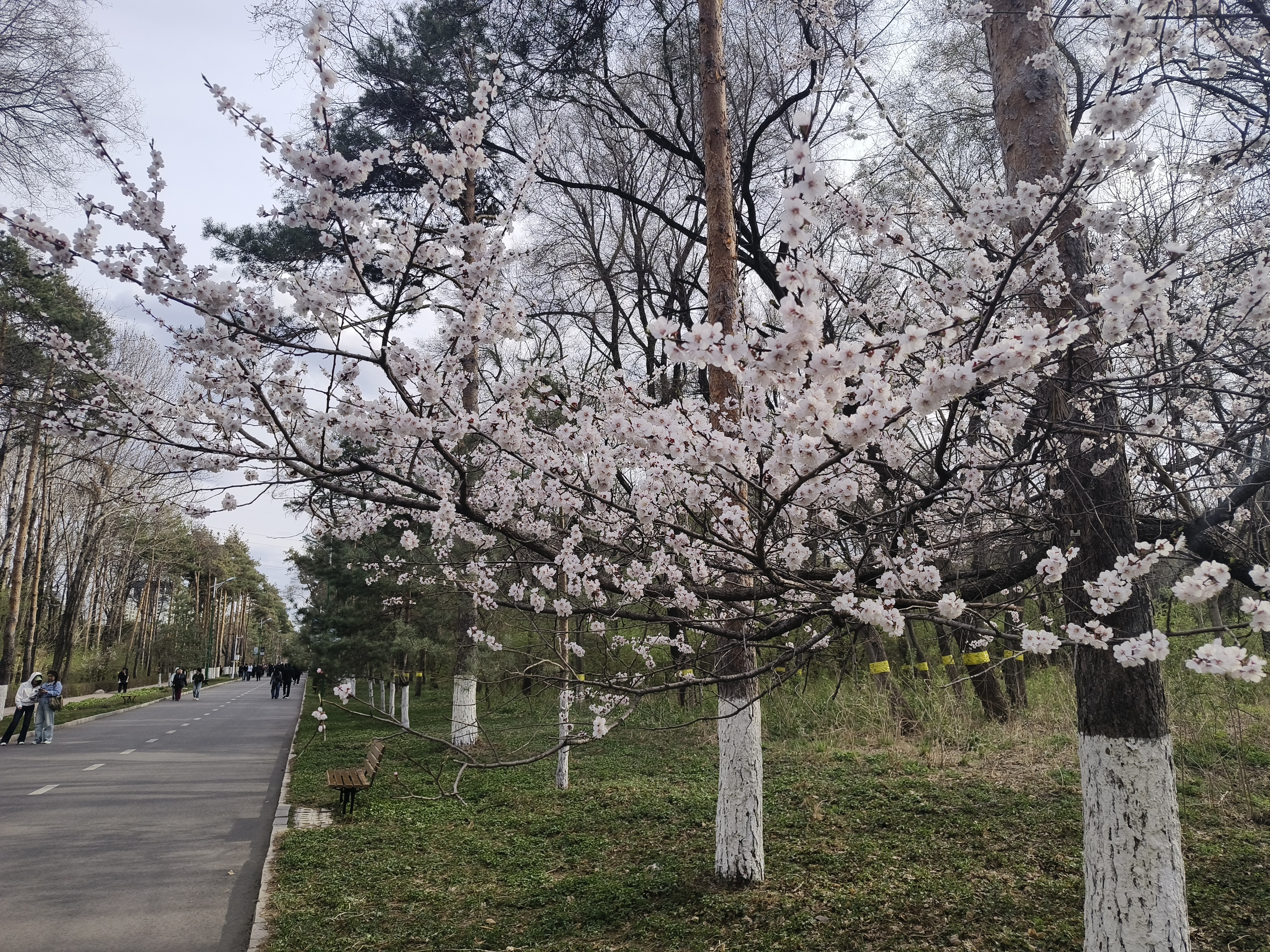 大花