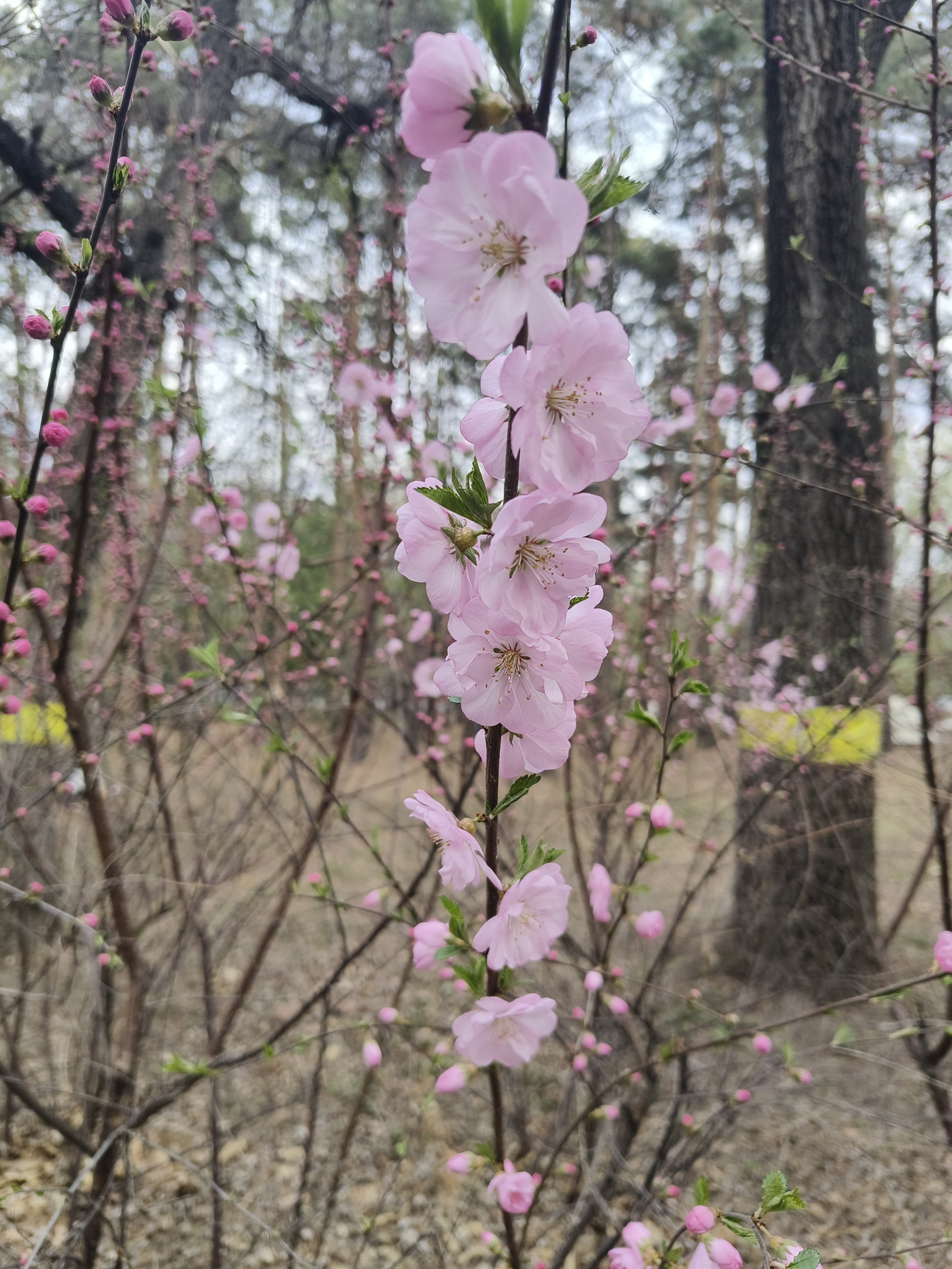 重瓣榆叶梅
