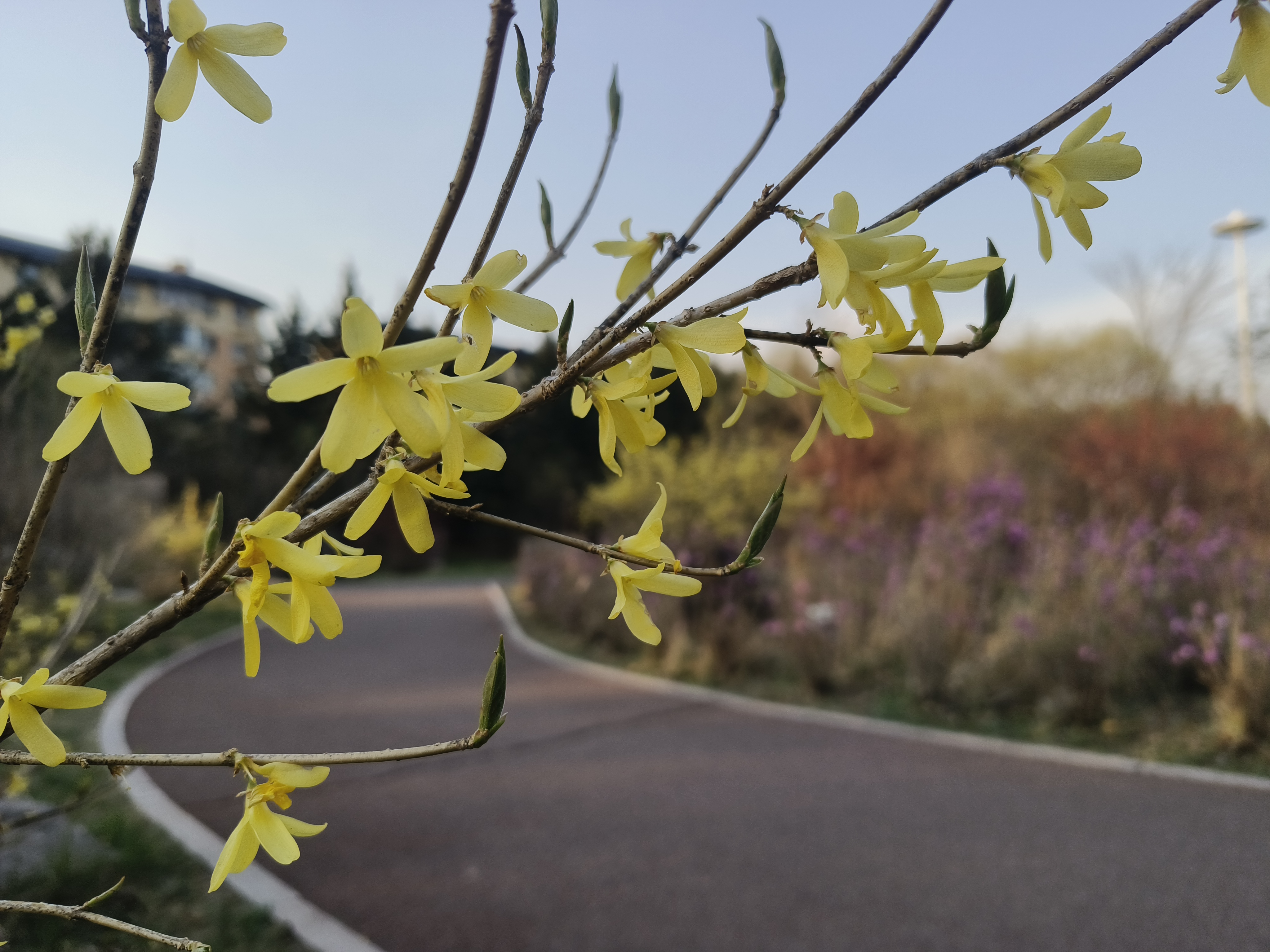 这张是伊春的,有一朵变异的5瓣花